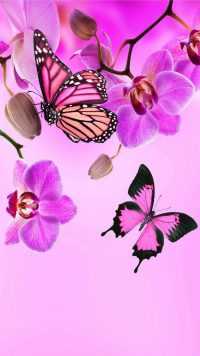 1080p Butterflies Wallpaper 18