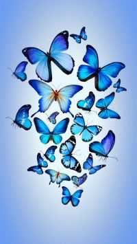 Blue Butterflies Wallpaper 20