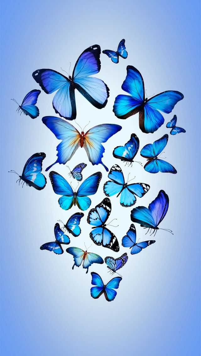 Blue Butterflies Wallpaper 1