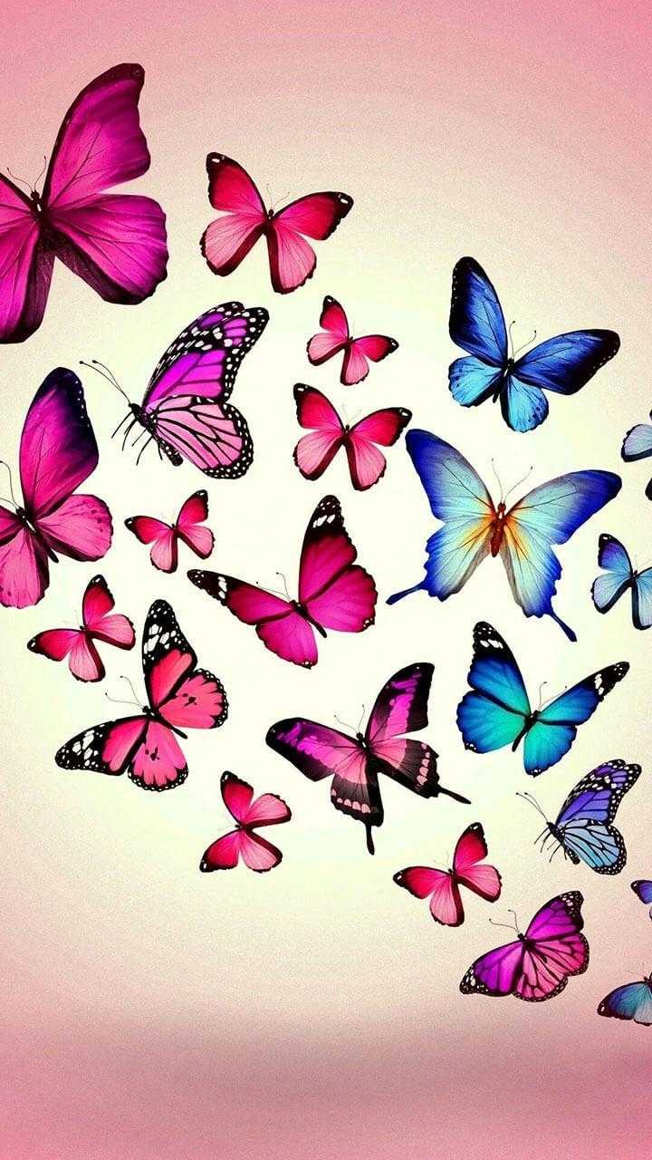 Colorful Butterflies Wallpaper 1