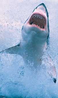 Mobile Shark Wallpaper 44