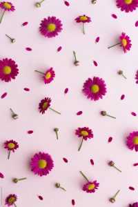 Purple Daisy Wallpaper 26