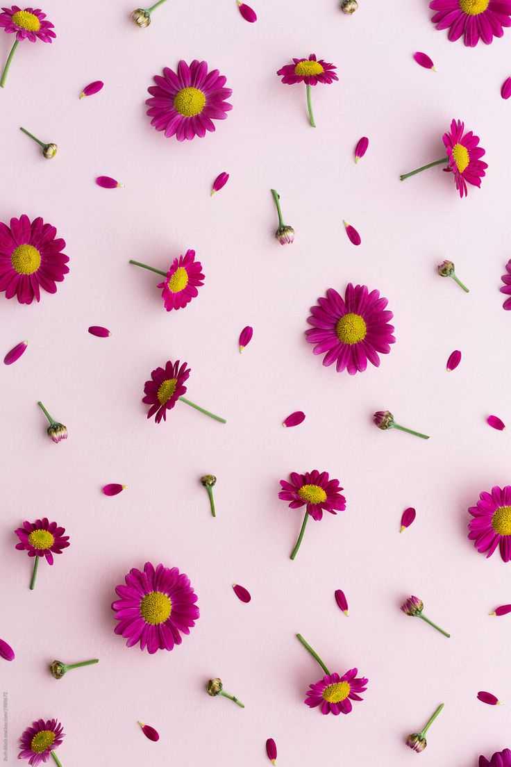 Purple Daisy Wallpaper 1