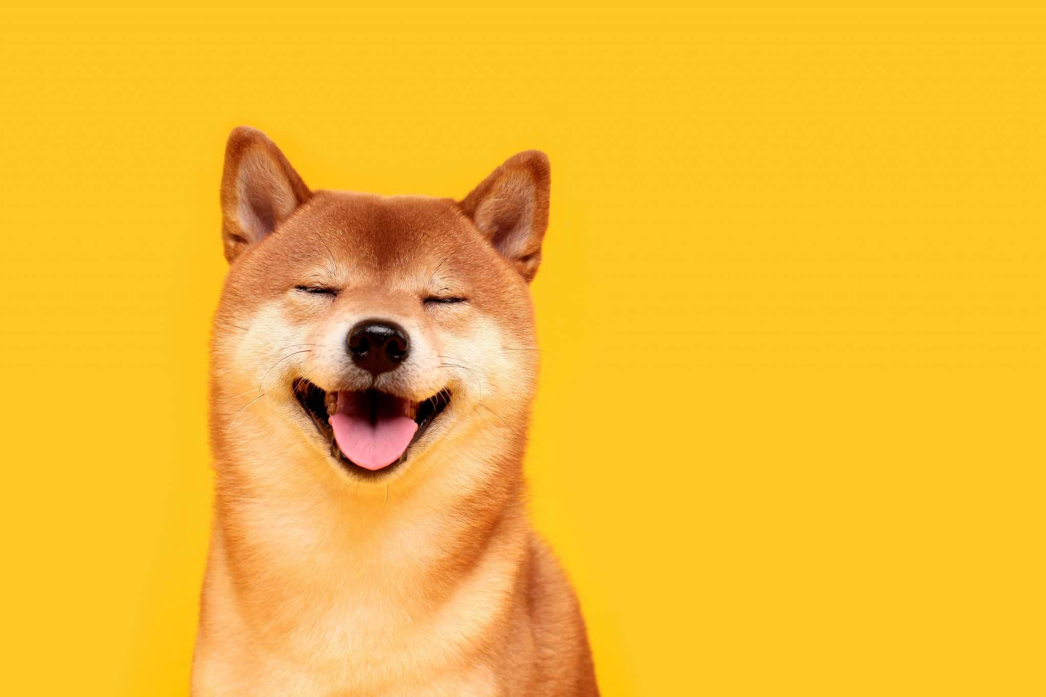 Computer Yellow Doge Wallpaper 1