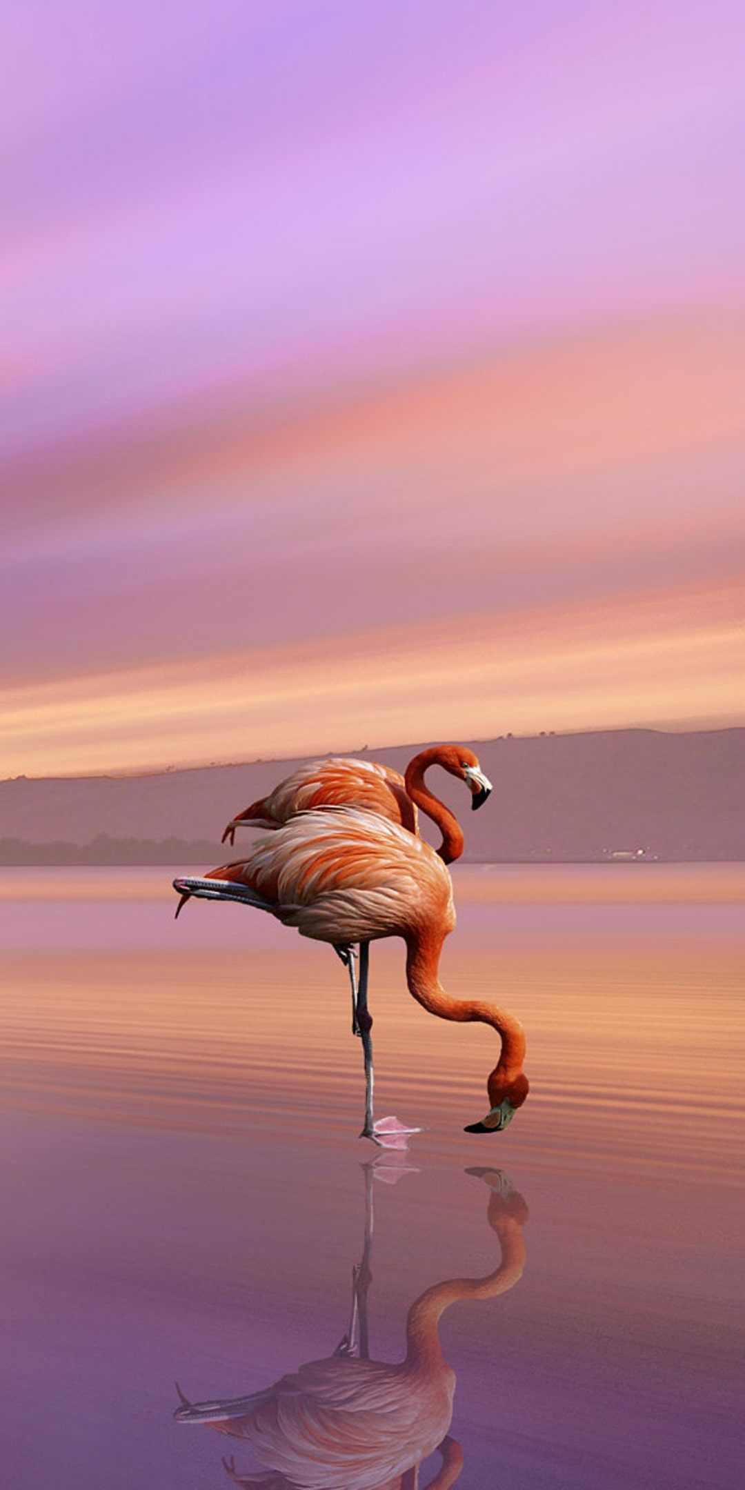4k Flamingo Wallpaper 1
