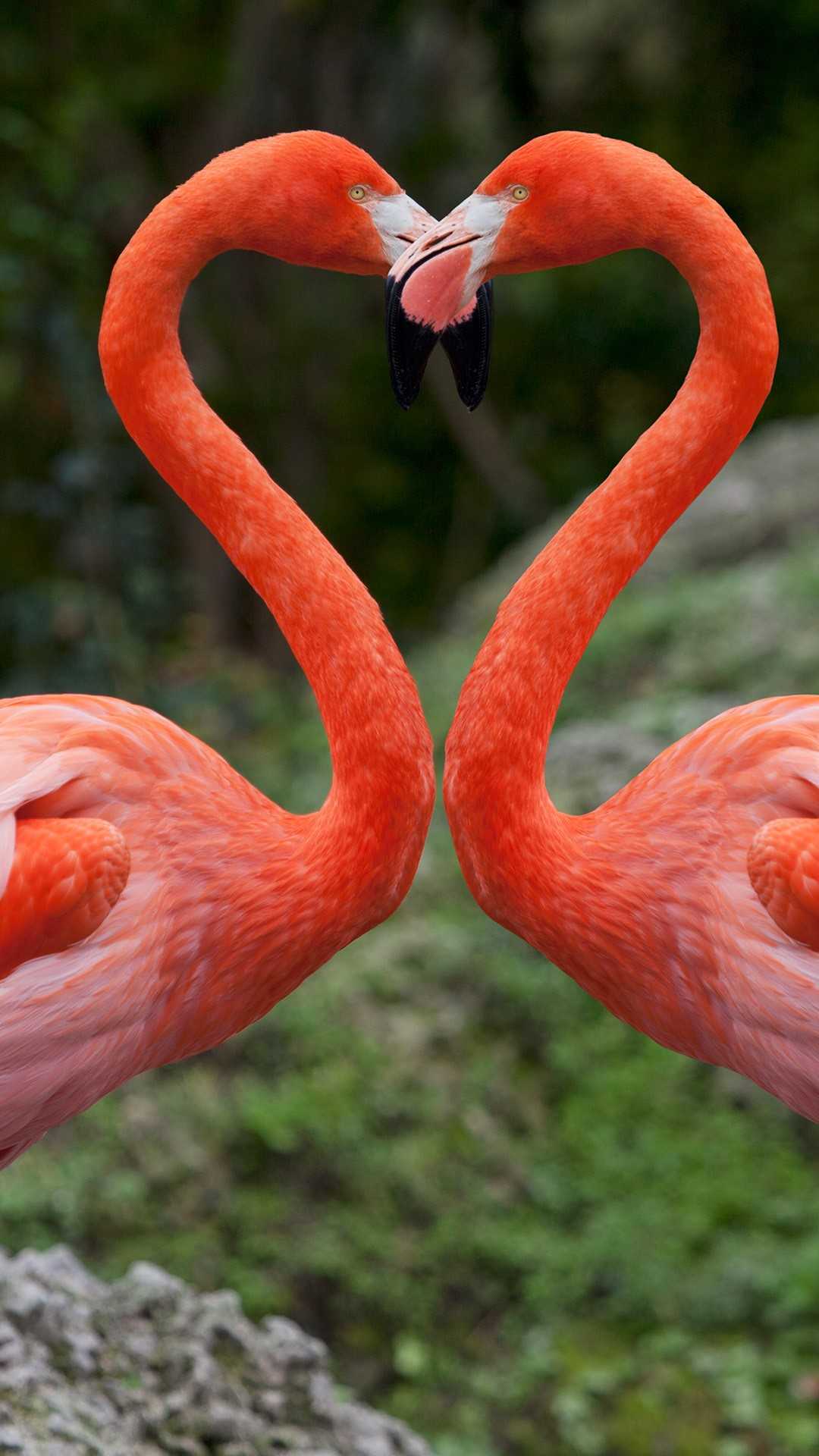 Heart Flamingo Wallpaper 1