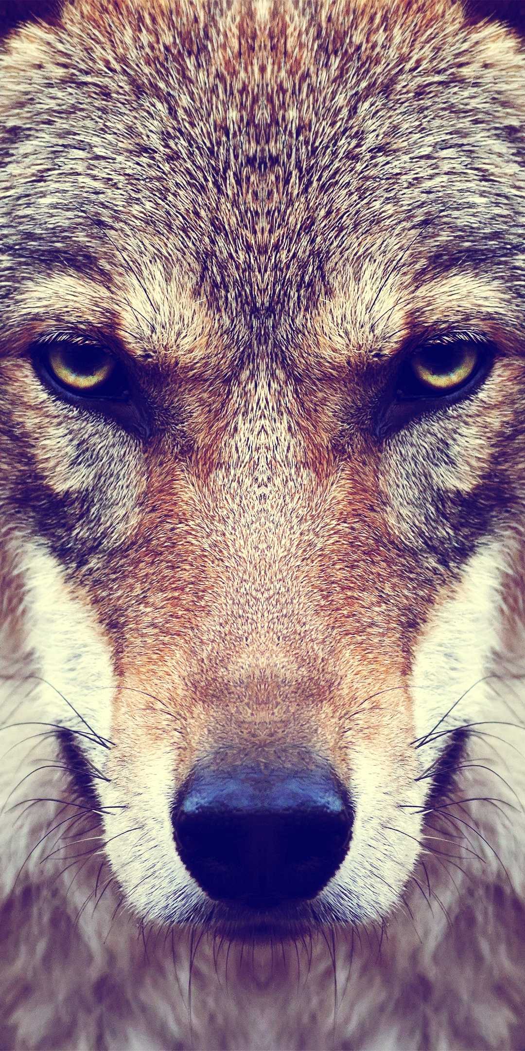 Face Wolves Wallpaper 1