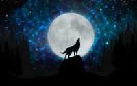 Desktop Howl Wolves Wallpaper 3