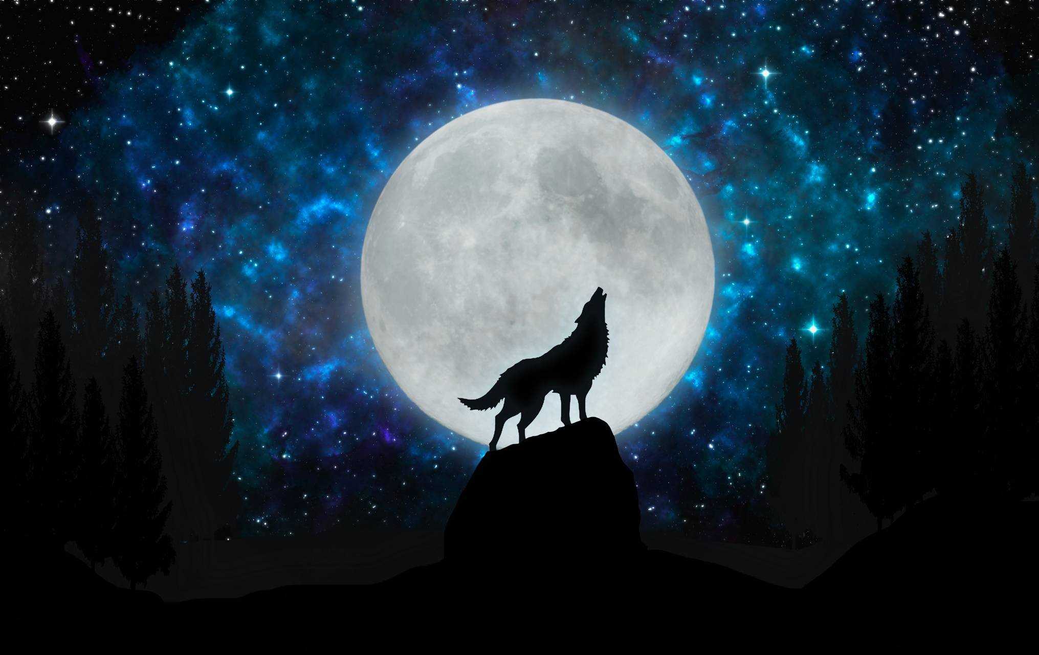 Desktop Howl Wolves Wallpaper 1
