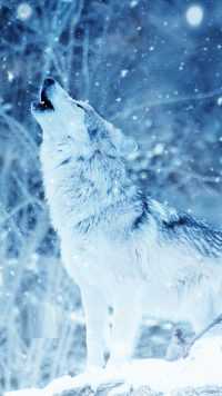 White Wolves Wallpaper 8