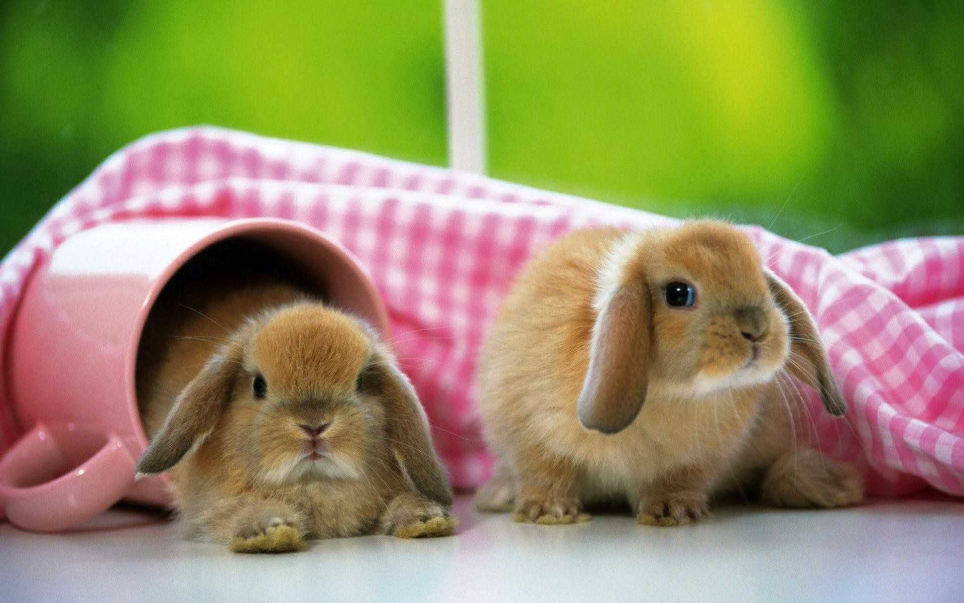 Desktop Cute Bunny Wallpaper - Wallpaper Sun