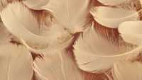 Feather Brown Aesthetic Wallpaper 8