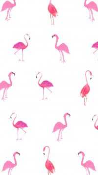 Mobile Flamingo Wallpaper 7