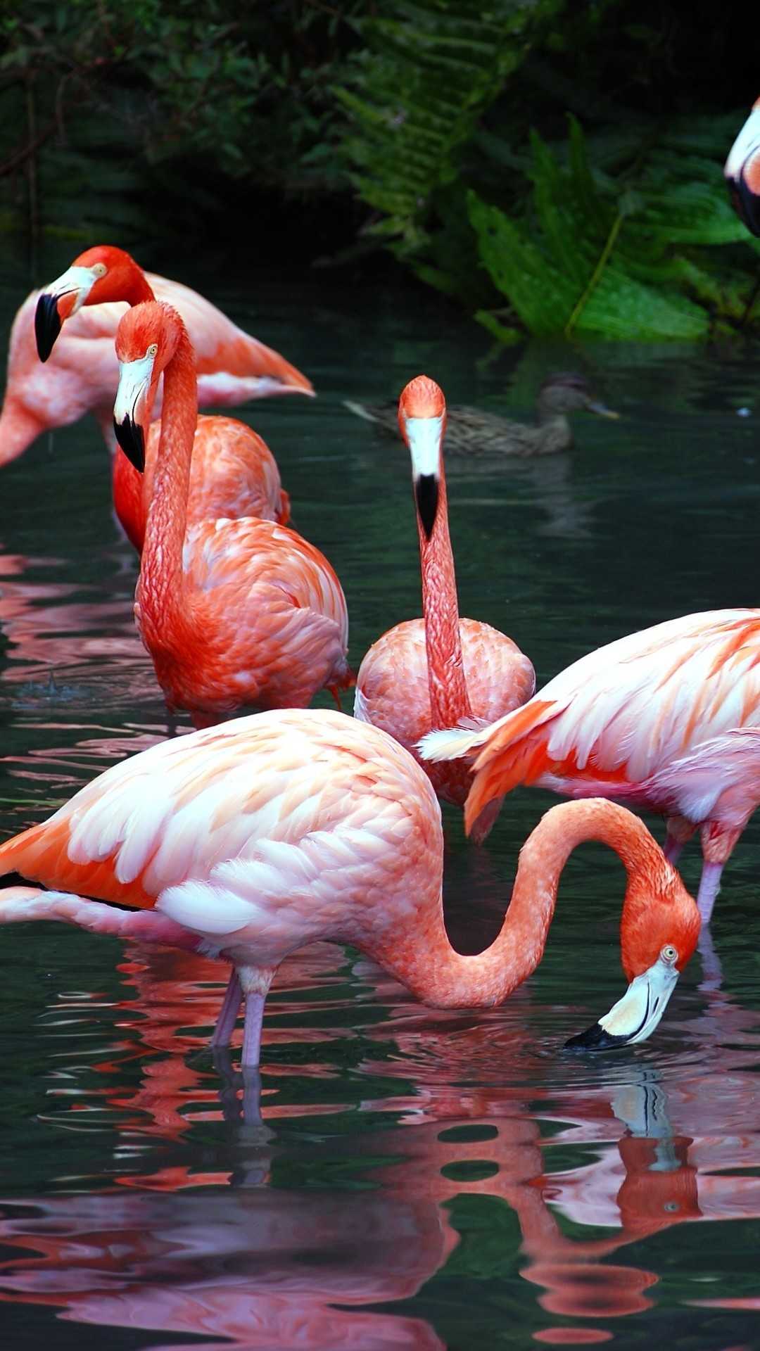 Android Flamingo Wallpaper 1