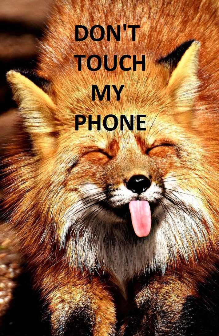 Fox Funny Lock Screen Wallpaper 1 Fox Funny Lock Screen Wallpaper 1