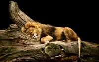 Lion Sleeping Wallpaper 9