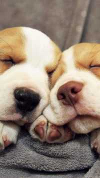 Puppies Sleeping Wallpaper 5