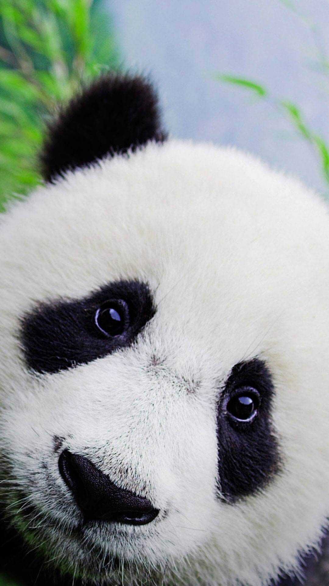 Mobile Cute Panda Wallpaper 1 Mobile Cute Panda Wallpaper 1