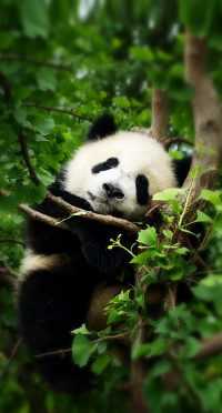Nature Cute Panda Wallpaper 5