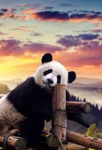 Ipad Cute Panda Wallpaper 26