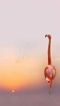 Sunset Flamingo Wallpaper 38