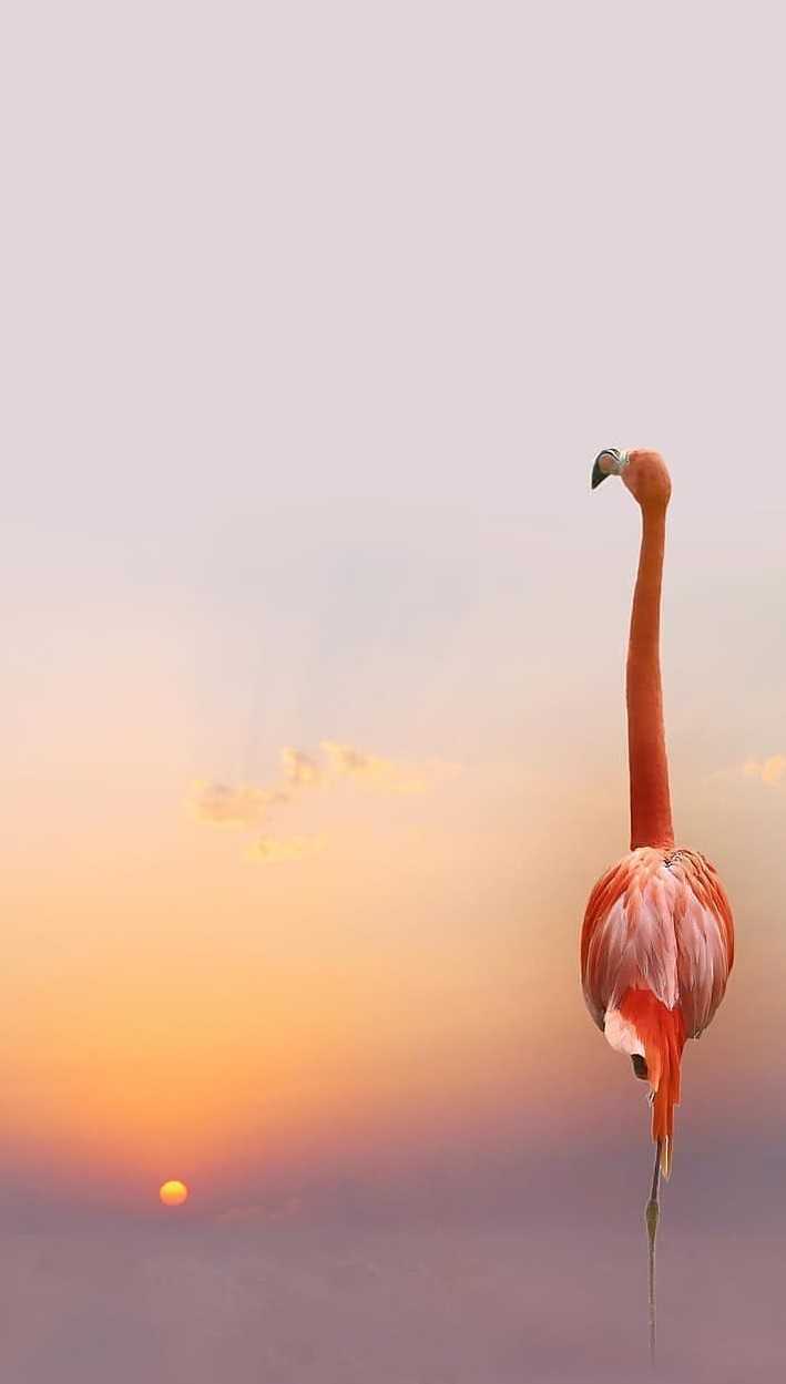 Sunset Flamingo Wallpaper 1