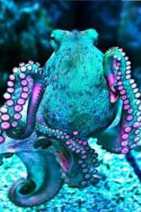 Turquoise Octopus Wallpaper 3