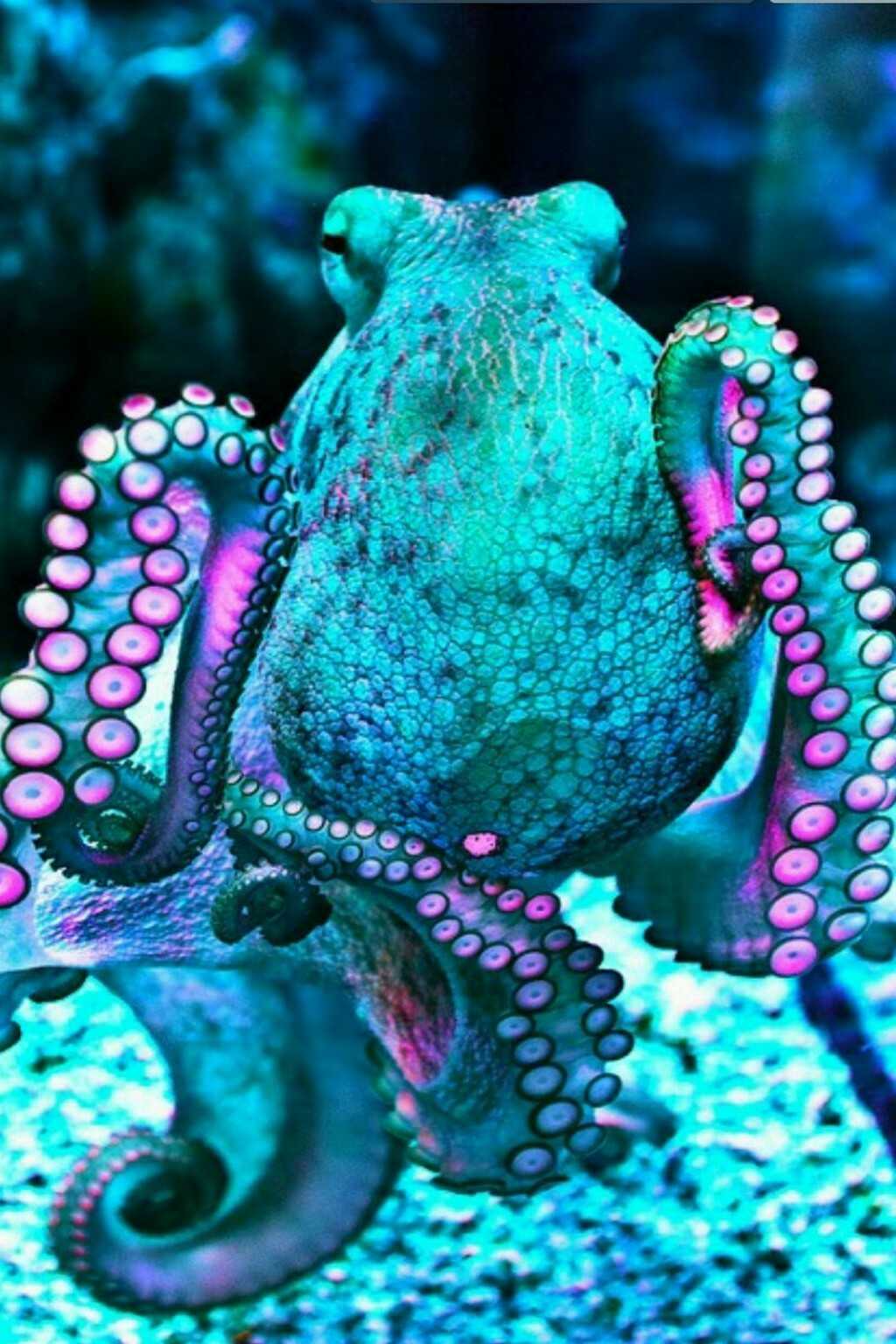 Turquoise Octopus Wallpaper 1