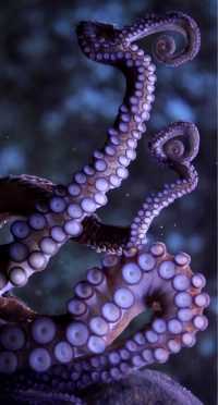Purple Octopus Wallpaper 48