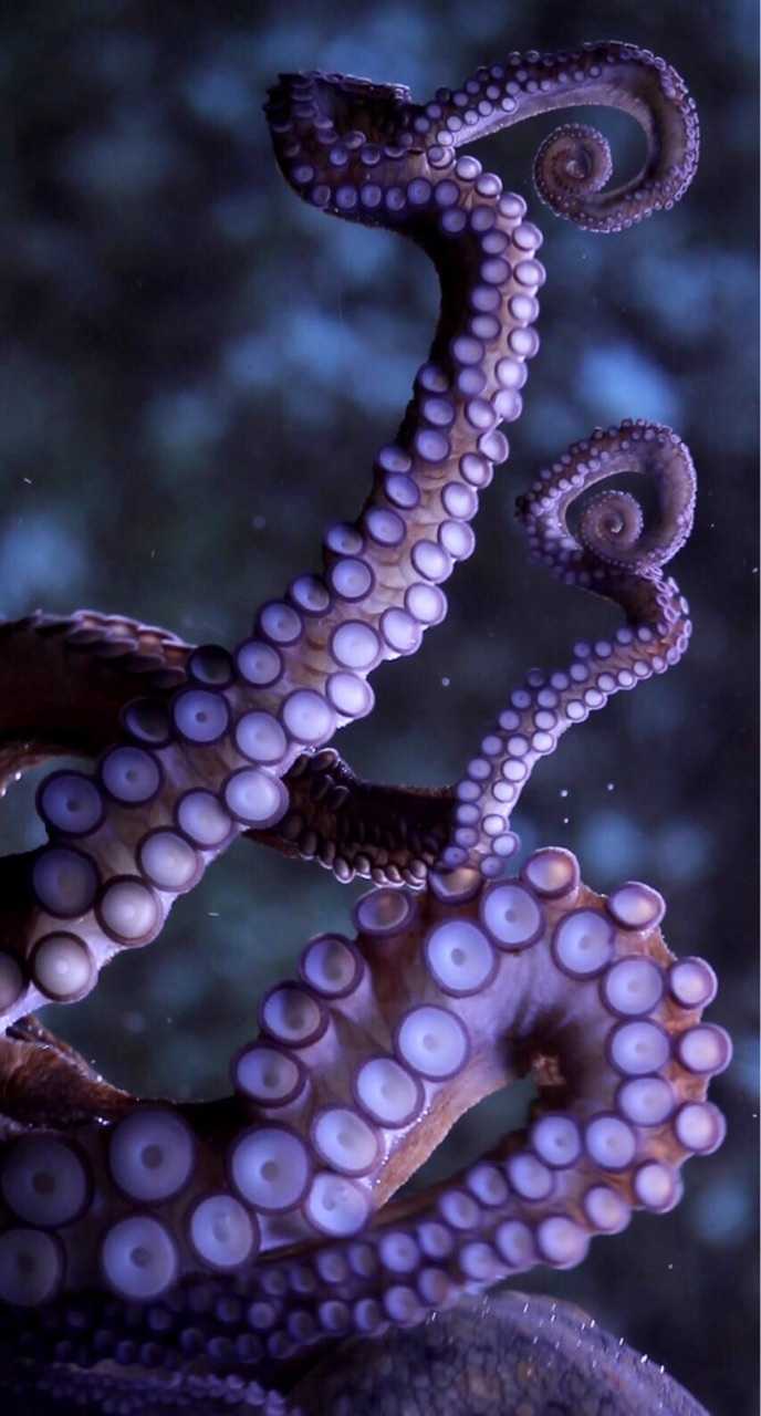 Purple Octopus Wallpaper 1