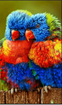 Love Parrot Wallpaper 21