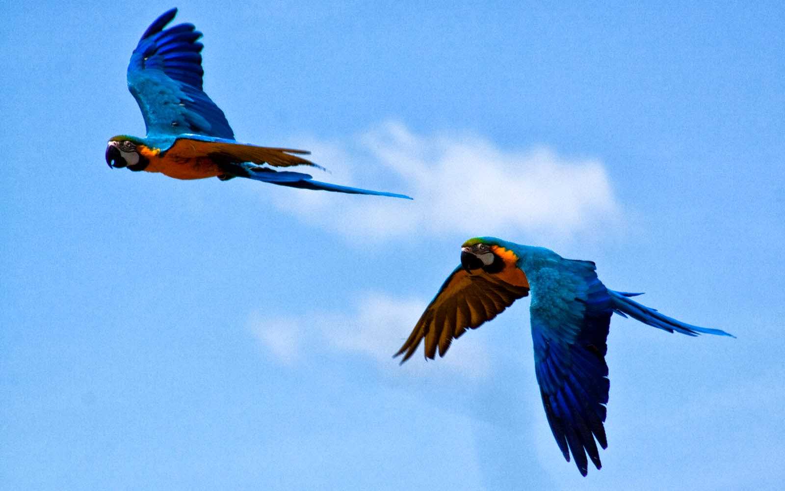 Flying Parrots Wallpaper 1
