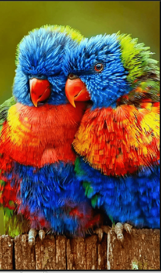 Love Parrot Wallpaper 1