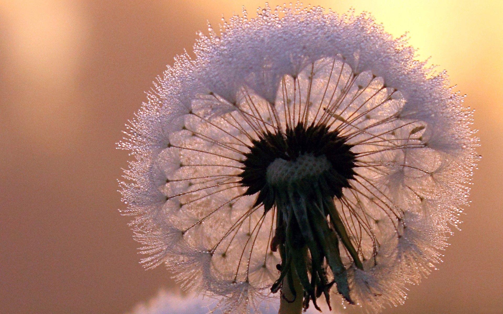 Desktop Dandelion Wallpaper 1 Desktop Dandelion Wallpaper 1