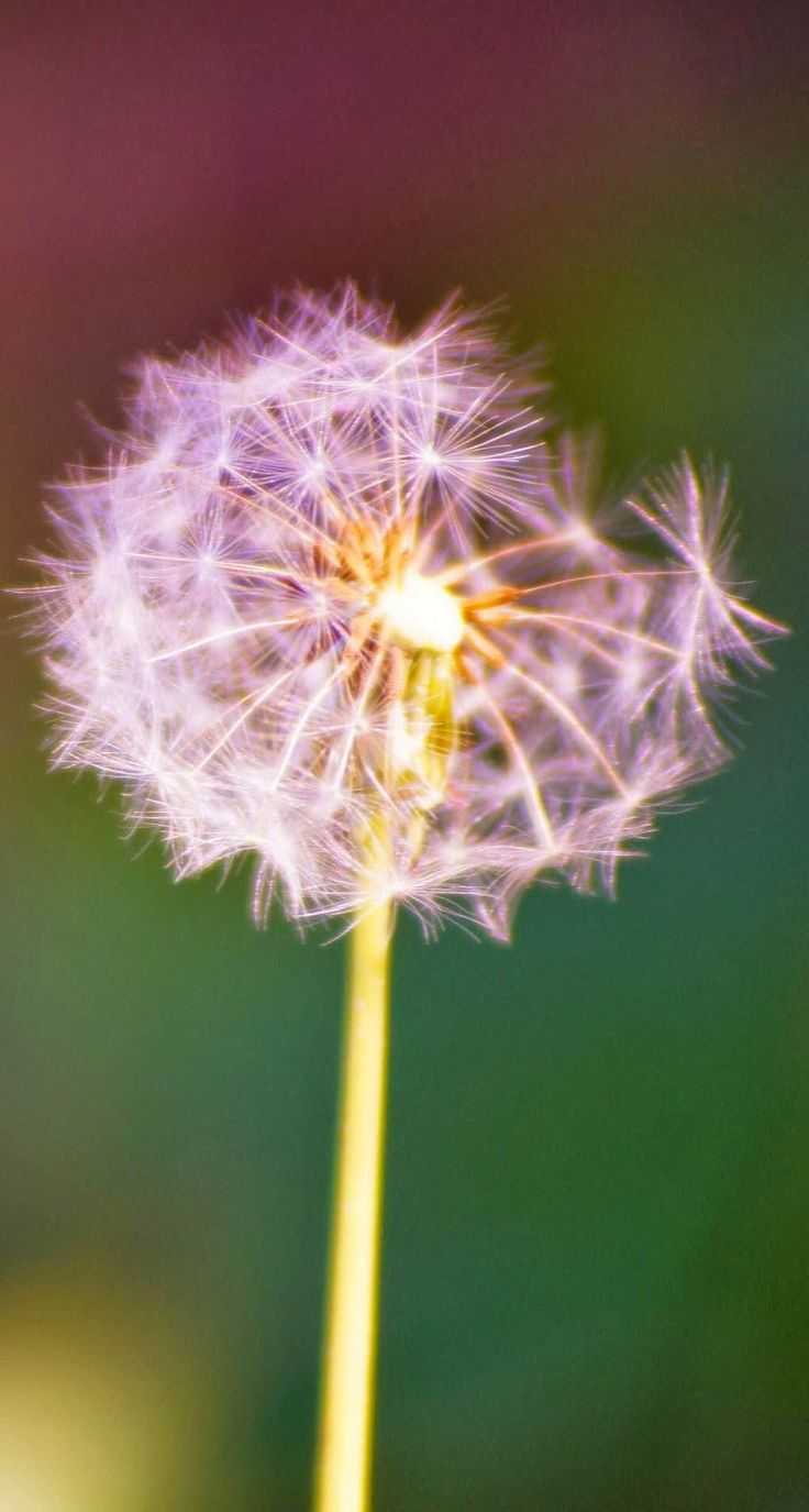 Full Hd Dandelion Wallpaper 1 Full Hd Dandelion Wallpaper 1