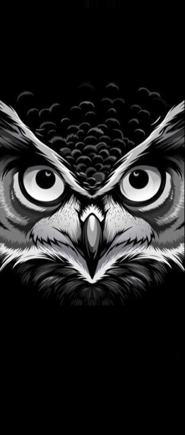 Black Owl Wallpaper 1
