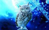 Pc Owl Wallpaper 1