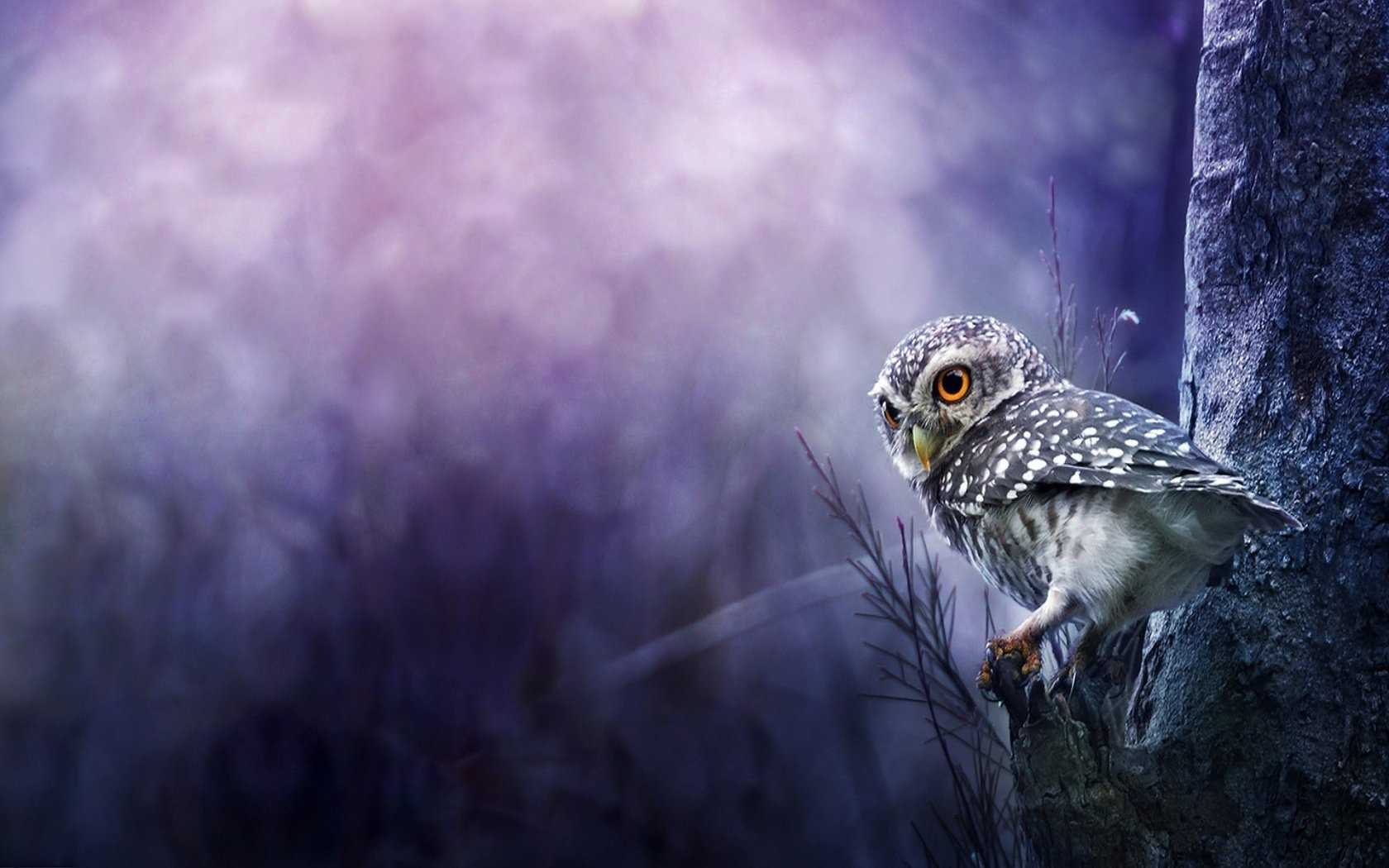 Computer Owl Wallpaper 1 Computer Owl Wallpaper 1