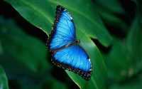 Desktop Blue Butterfly Wallpaper 16