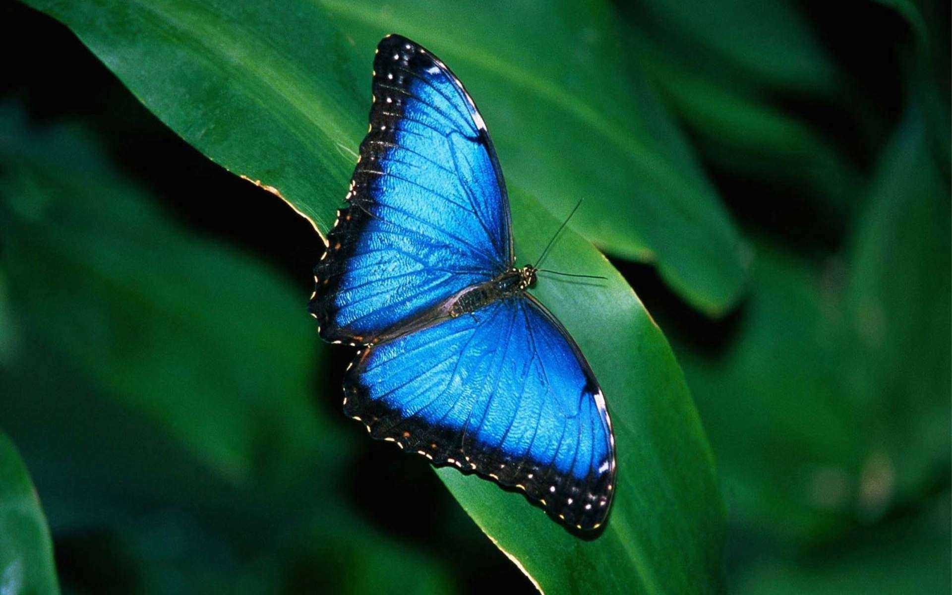 Desktop Blue Butterfly Wallpaper 1