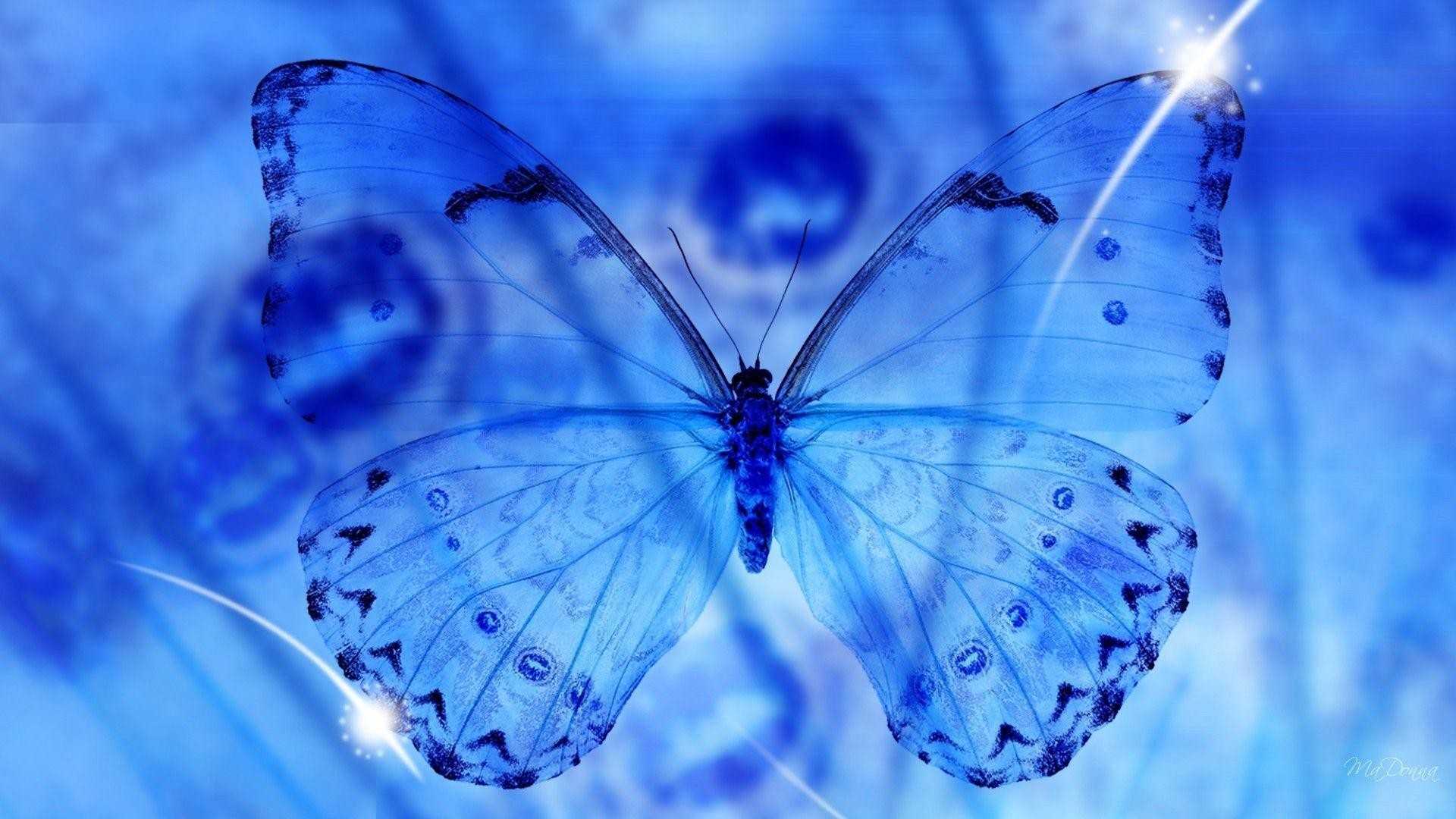 1080p Blue Butterfly Wallpaper 1