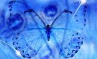 Macbook Blue Butterfly Wallpaper 7