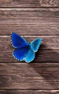 Hd Blue Butterfly Wallpaper 8