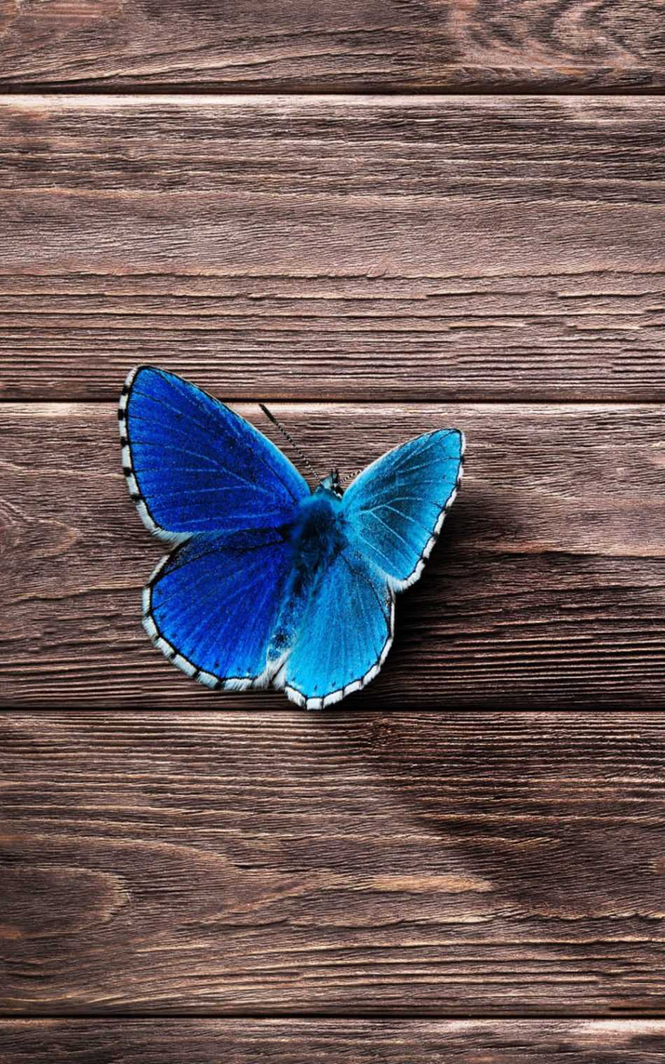 Hd Blue Butterfly Wallpaper 1