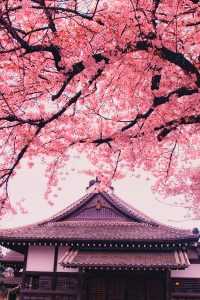Pink Sakura Wallpaper 37