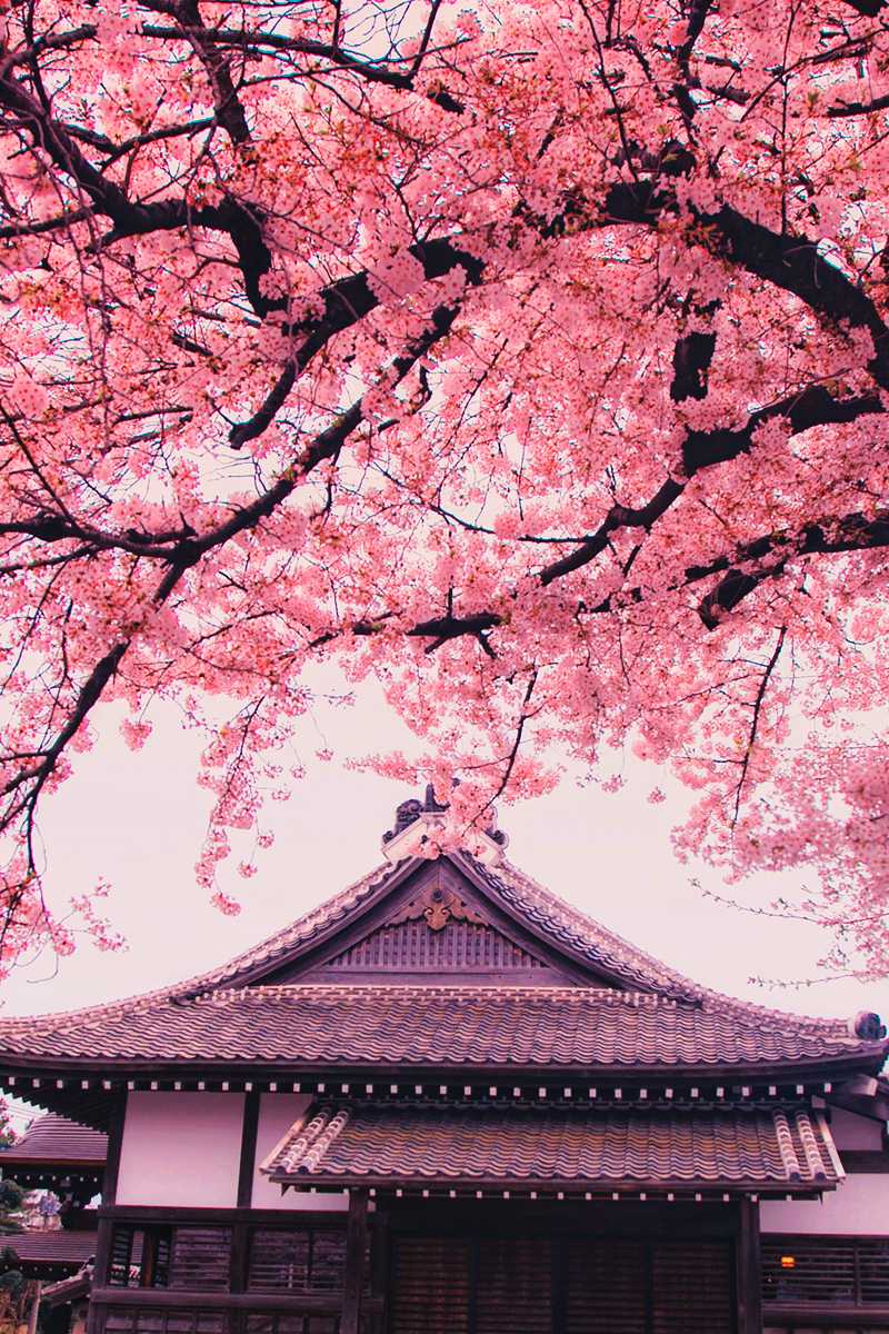 Pink Sakura Wallpaper 1