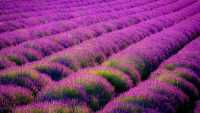 1080p Lavender Wallpaper 37