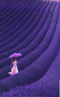 Download Lavender Wallpaper 45