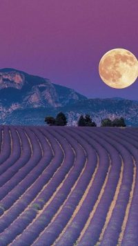 Moon & Lavender Wallpaper 46