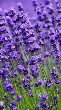 Lavender 25